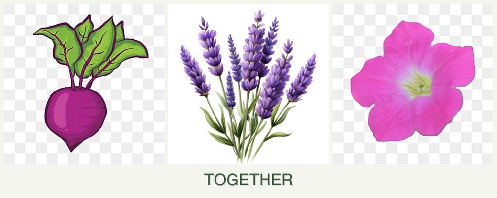 Can you plant beets, lavender and petunias together?
