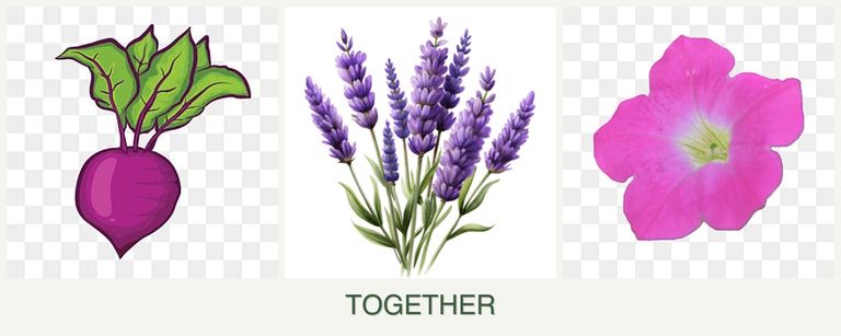 Can you plant beets, lavender and petunias together?