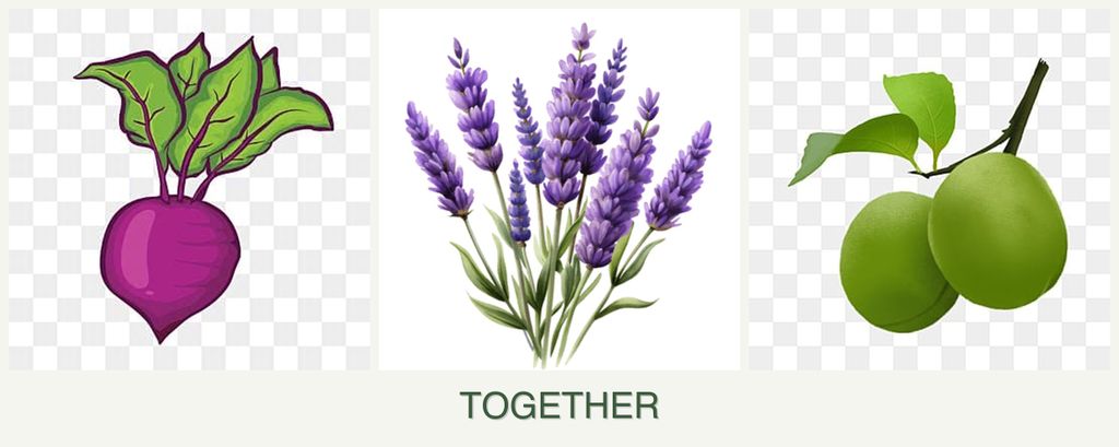 Can you plant beets, lavender and plums together?