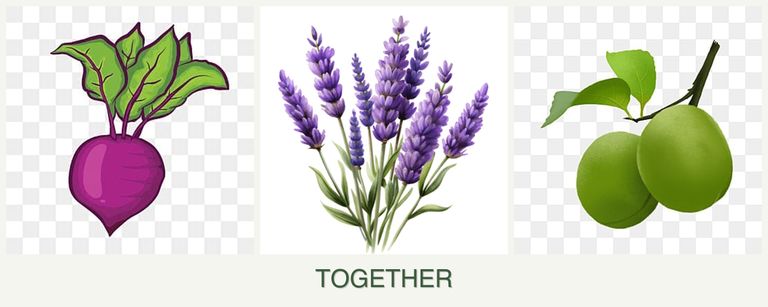 Can you plant beets, lavender and plums together?