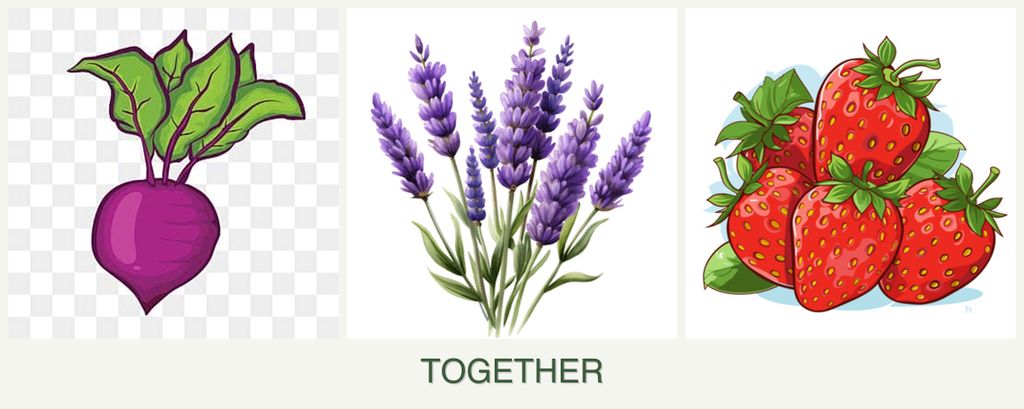 Can you plant beets, lavender and strawberries together?