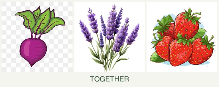 Can you plant beets, lavender and strawberries together?