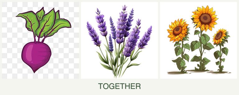 Can you plant beets, lavender and sunflowers together?