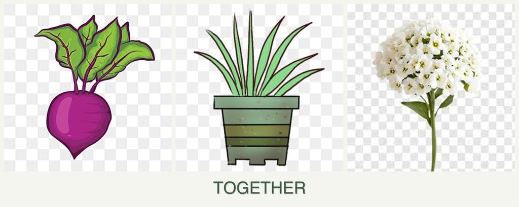 Can you plant beets, lemongrass and alyssum together?