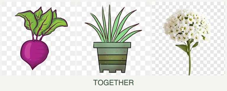 Can you plant beets, lemongrass and alyssum together?