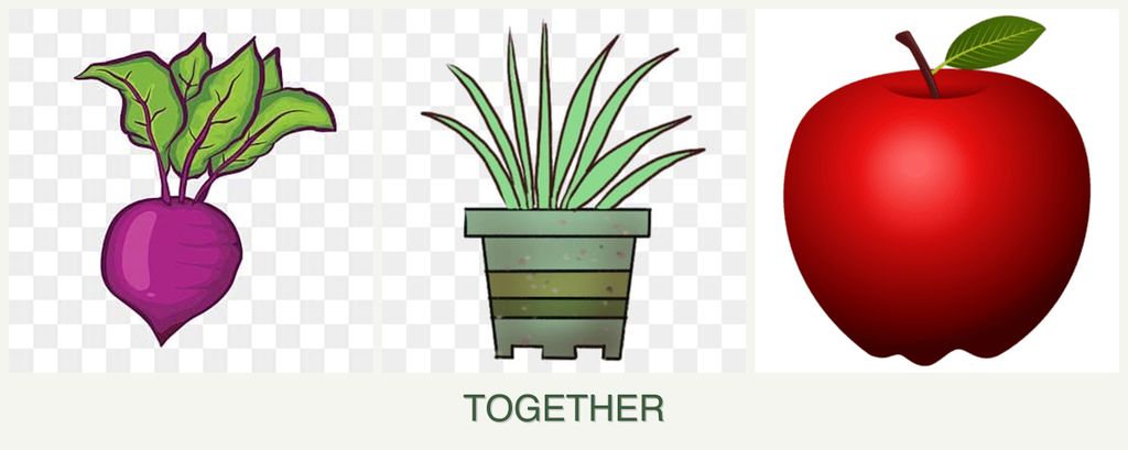 Can you plant beets, lemongrass and apples together?