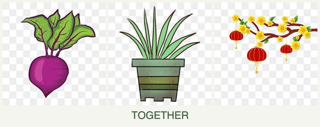 Can you plant beets, lemongrass and apricots together?
