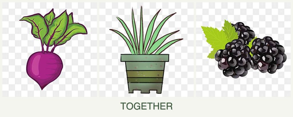 Can you plant beets, lemongrass and blackberries together?