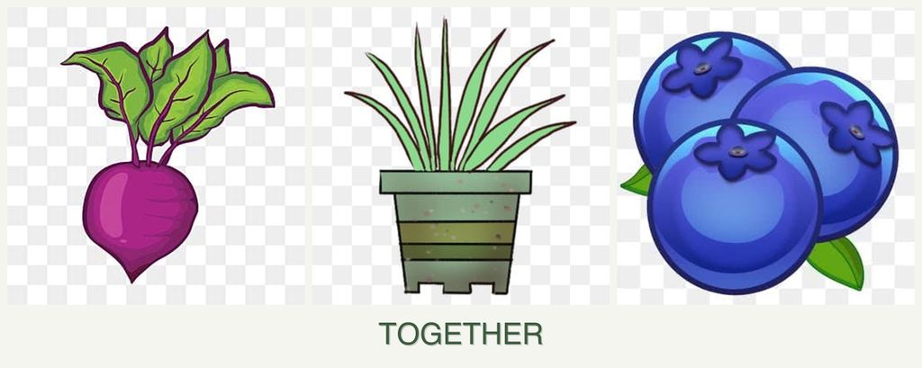 Can you plant beets, lemongrass and blueberries together?