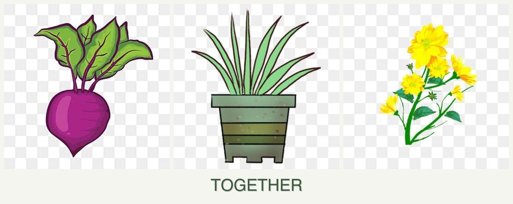 Can you plant beets, lemongrass and calendula together?