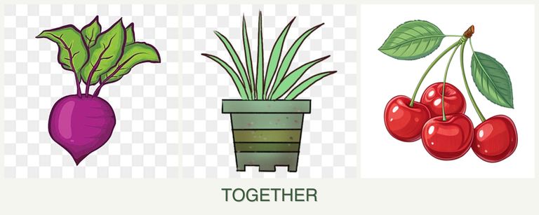 Can you plant beets, lemongrass and cherries together?