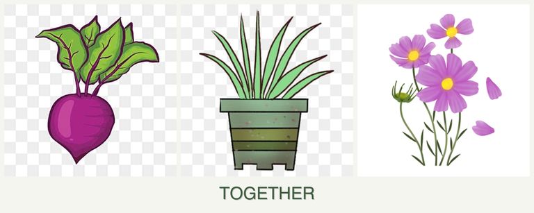 Can you plant beets, lemongrass and cosmos together?