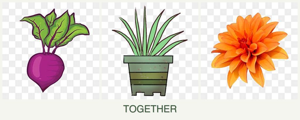 Can you plant beets, lemongrass and dahlias together?
