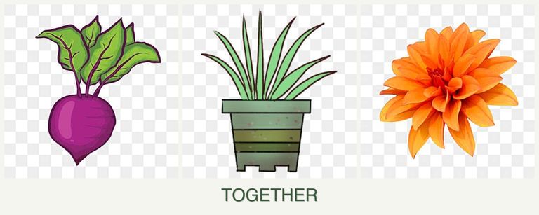 Can you plant beets, lemongrass and dahlias together?