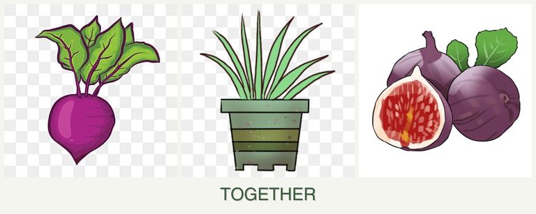 Can you plant beets, lemongrass and figs together?