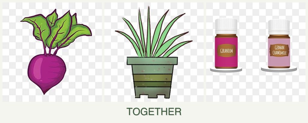 Can you plant beets, lemongrass and geraniums together?