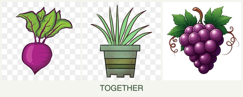 Can you plant beets, lemongrass and grapes together?