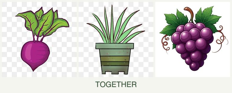 Can you plant beets, lemongrass and grapes together?