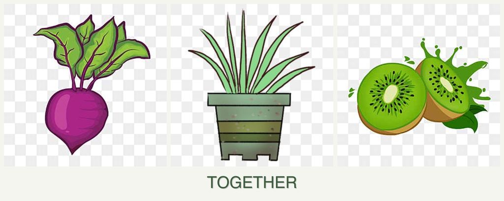 Can you plant beets, lemongrass and kiwi together?