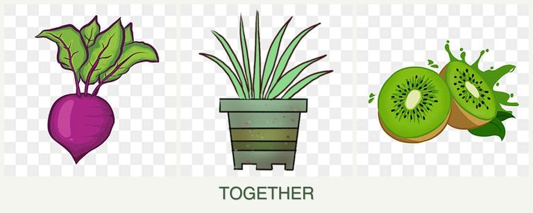 Can you plant beets, lemongrass and kiwi together?