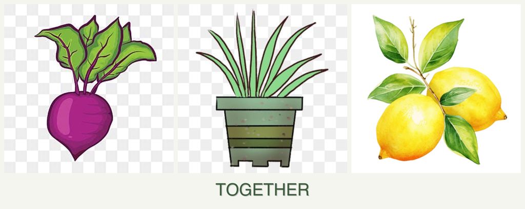 Can you plant beets, lemongrass and lemons together?