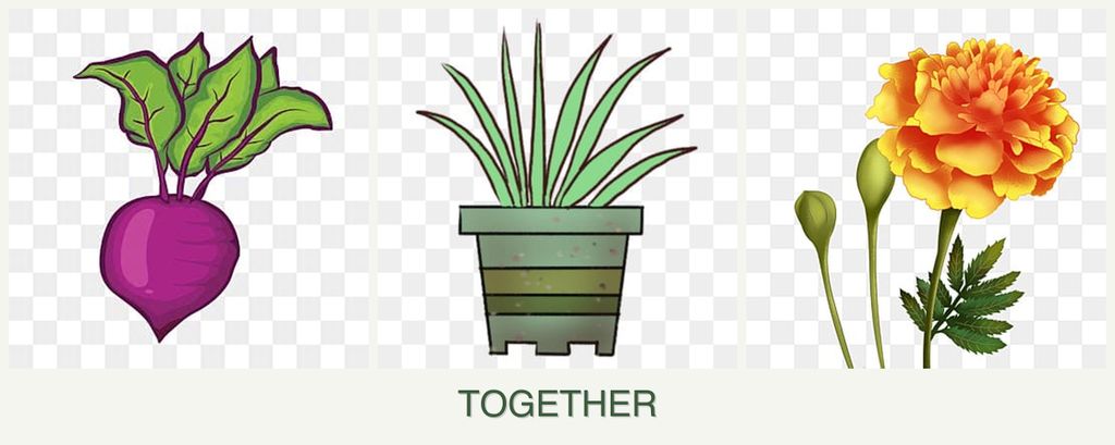 Can you plant beets, lemongrass and marigolds together?