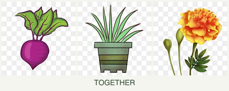 Can you plant beets, lemongrass and marigolds together?