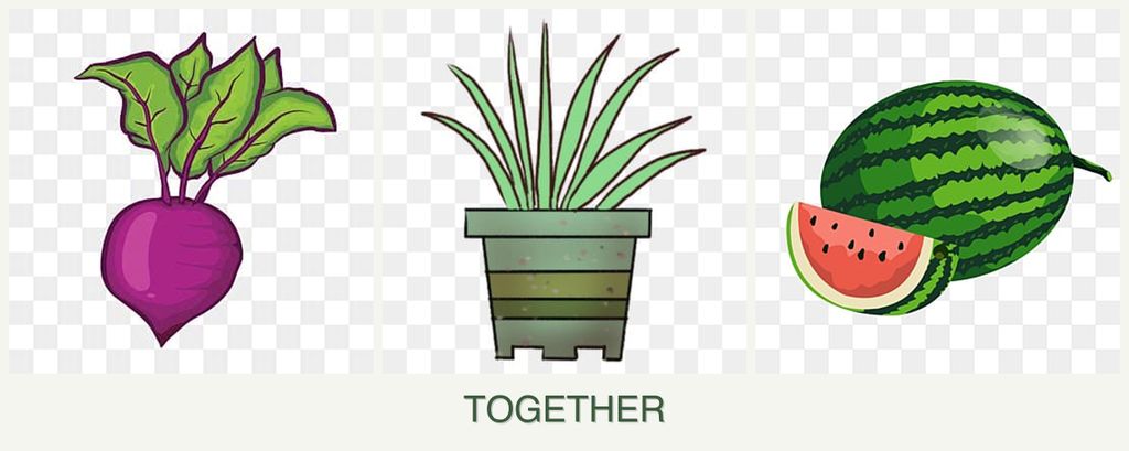 Can you plant beets, lemongrass and melons together?