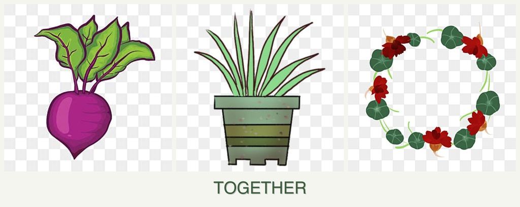 Can you plant beets, lemongrass and nasturtiums together?