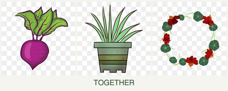 Can you plant beets, lemongrass and nasturtiums together?
