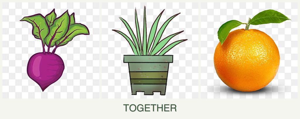 Can you plant beets, lemongrass and oranges together?