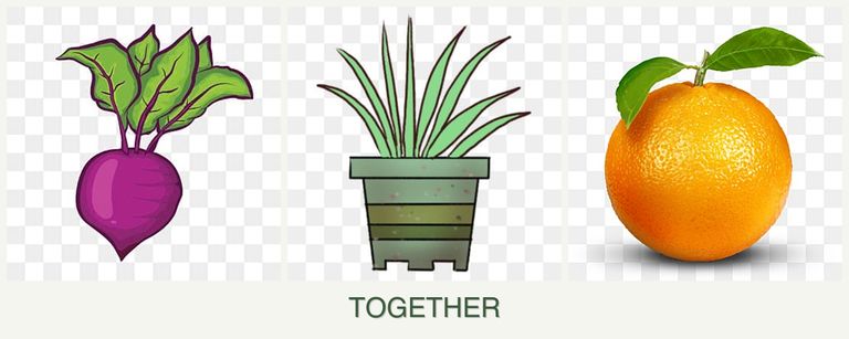 Can you plant beets, lemongrass and oranges together?