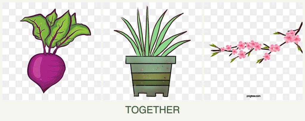 Can you plant beets, lemongrass and peaches together?