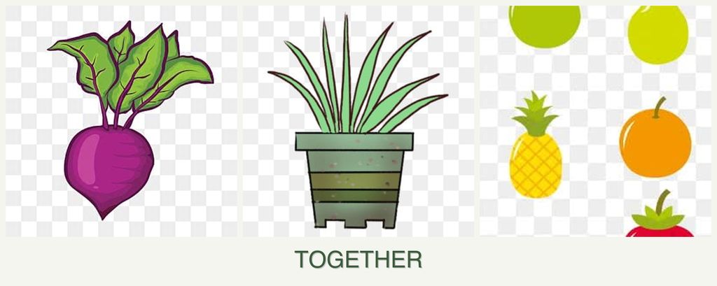 Can you plant beets, lemongrass and pears together?