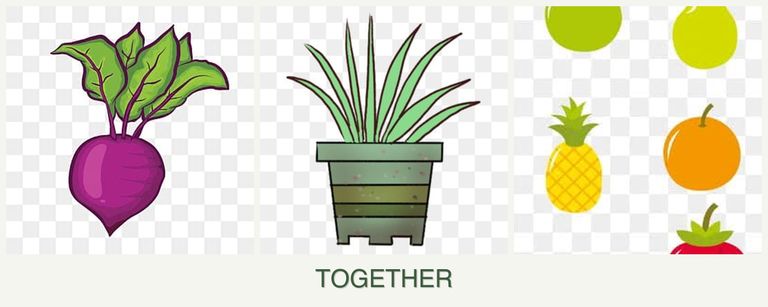 Can you plant beets, lemongrass and pears together?