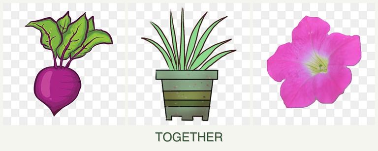 Can you plant beets, lemongrass and petunias together?