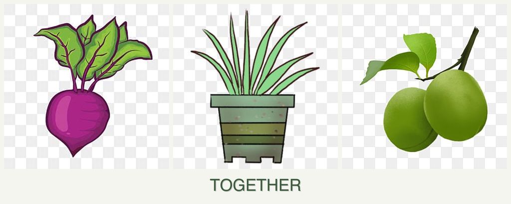 Can you plant beets, lemongrass and plums together?