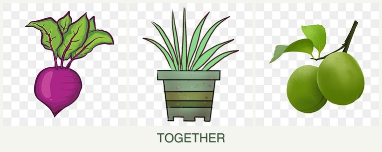Can you plant beets, lemongrass and plums together?