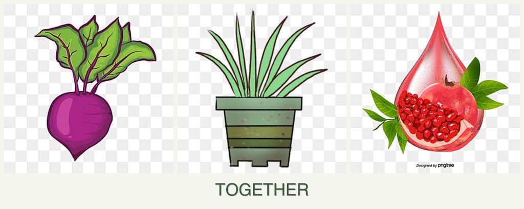 Can you plant beets, lemongrass and pomegranates together?