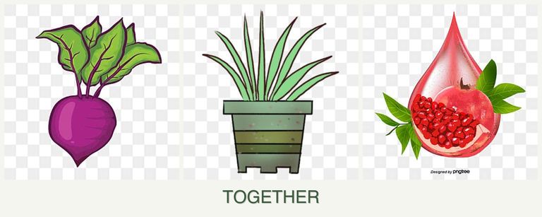 Can you plant beets, lemongrass and pomegranates together?