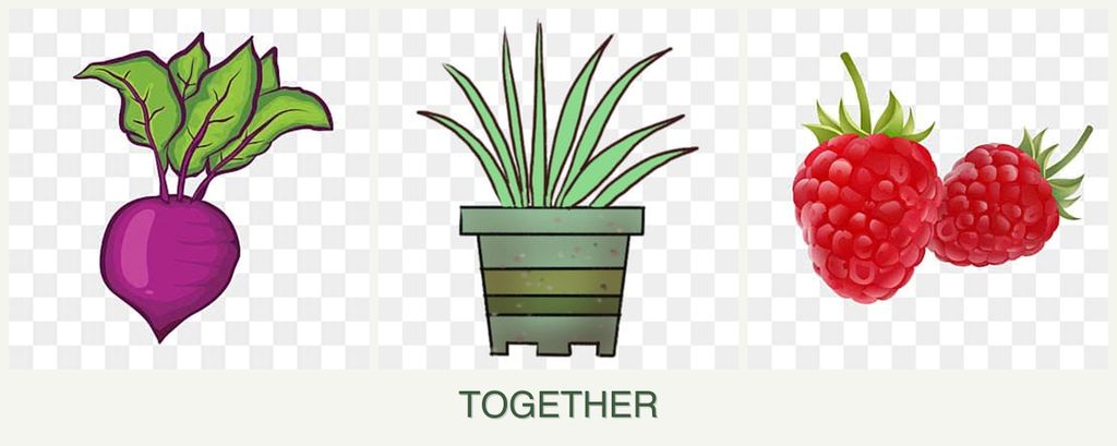 Can you plant beets, lemongrass and raspberries together?