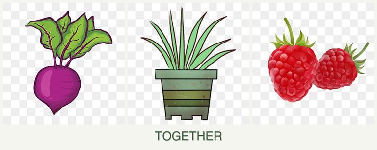 Can you plant beets, lemongrass and raspberries together?