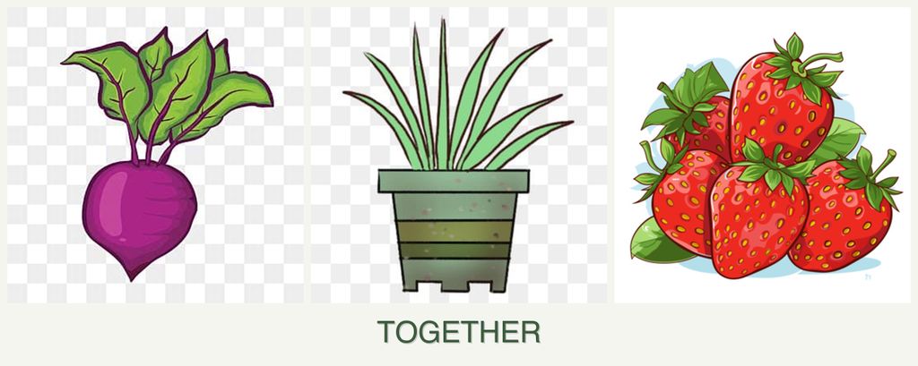 Can you plant beets, lemongrass and strawberries together?
