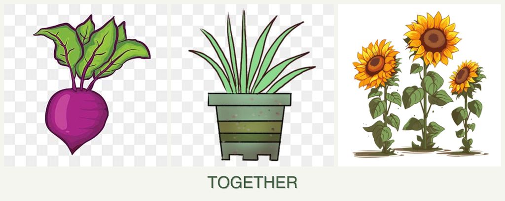 Can you plant beets, lemongrass and sunflowers together?