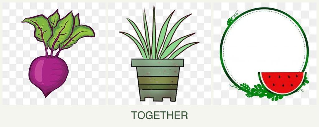 Can you plant beets, lemongrass and watermelons together?