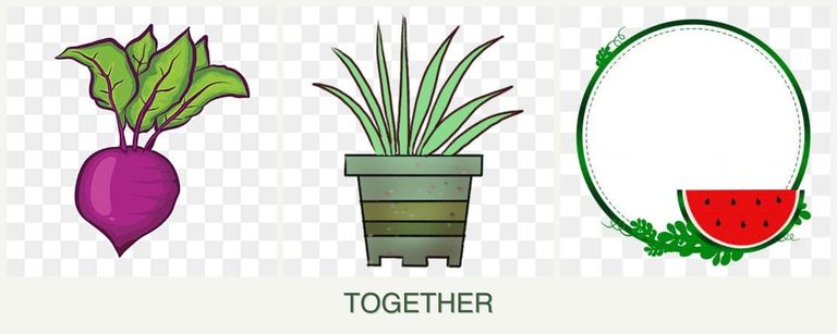Can you plant beets, lemongrass and watermelons together?