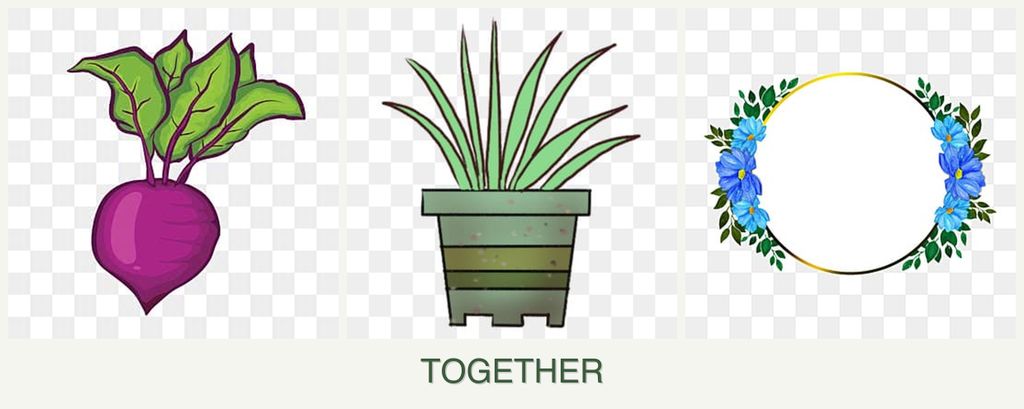 Can you plant beets, lemongrass and zinnias together?
