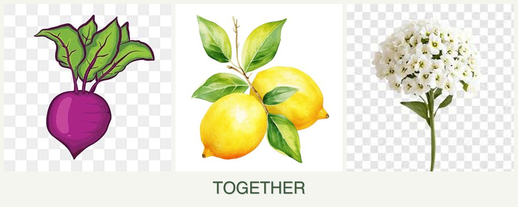 Can you plant beets, lemons and alyssum together?