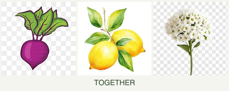 Can you plant beets, lemons and alyssum together?