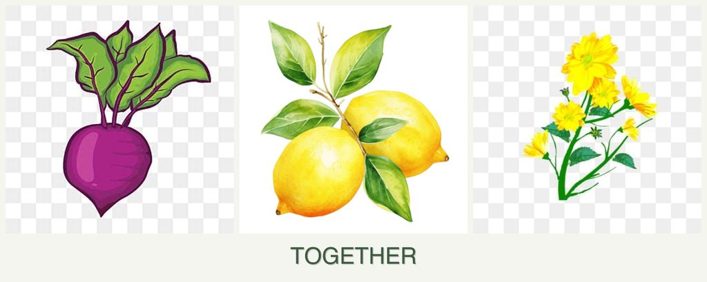 Can you plant beets, lemons and calendula together?